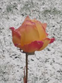 Orange and pink rose bud in snow