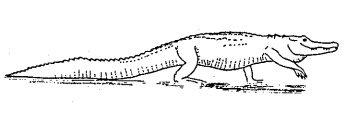 drawing of a crocodile from the report