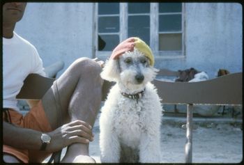 .....its Tui's best mate ....Candy!!!! Sittin in front of the old Waipu clubhouse...checkin the surf out...."hey Tui woof...whats happnin my man..woof woof !!!..........ah la..cool Kandy!!