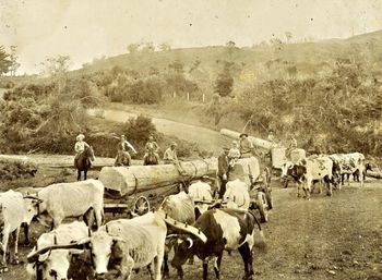 crossing river Victoria Valley rd Kaitaia 1903 how cool is this photo...we even have a mexican on the left...Ha!!!!