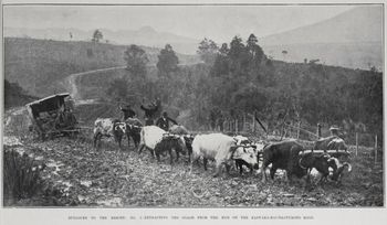 in fact.. just 20 years earlier..this was the road to Auckland...1920's If you wanted to to to Auckland from Whangarei, you either went the Mangawhai road (which was as bad)..or this road thru Maungatoroto.......imagine going to Baylys for a surf...Ha!!!