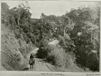 1899...road thru Waipu Gorge... so.., if you wanted to go to Auckland up until 1938 you had to go this way...or thru Mangawhai.....on dirt roads...