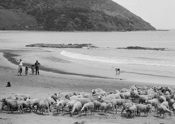 Ahipara 'shippies' 1922 it intrigues me why they would take a flock of sheep down to the beach...a swim maybe!!!!...Ha!!......