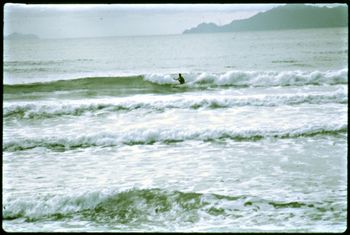 Tui doing his trademark thing on a lonely Waipu cove day!! High tide at Waipu and those nice little reforms....