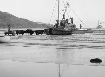 Ahipara 1910 Back in the early 1900s....this was where they loaded all the Kauri gum...and there's a paddle-steamer(or similar!) behind them, like the one that sunk and gave it the name 'shippies'...or shipwreck bay!!