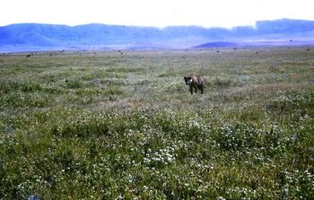in fact this photo of a Hyena was taken by 'Mal' in the Ngorongoro crater ...1971 We were an adventurous lot weren't we!!...bumped into Whangarei people everywhere.....walking down a street in Lusaka, Zambia (1972)....& who should be walking up the street towards us ....Whangarei boy 'Gina' (Brian) Caine...amazing!!