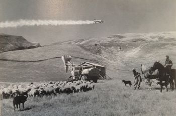 1958 Topdressing....In the late 50's and early 60's... farm topdressing became a huge industry and one of our surfing hero's of that time was Tui Wordley who was often seen driving around in a topdressing truck..and dragging people off up Cameron st (Whangarei) in his truck .so legend goes