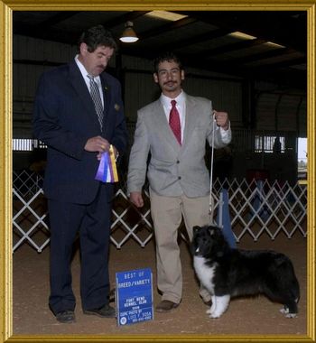 Chanel getting BOW/BOB win in Fort Bend under respected Breeder/Judge Lloyd Graser on Jan 18, 09. Breeder/Owner handled by Filiberto