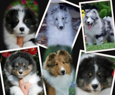 Starlight puppies throughout the years !