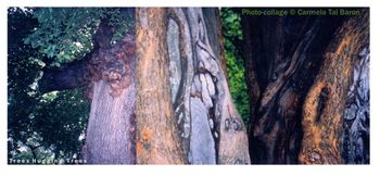 Group Hug-Some Trees Do It In The Park Photo Collage by Carmela Tal Baron 1993 PHF Upstate NY Group Show with John Bromberg Pa