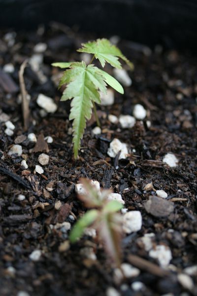 Japanese maple seedling transplanted to a plastic pot
