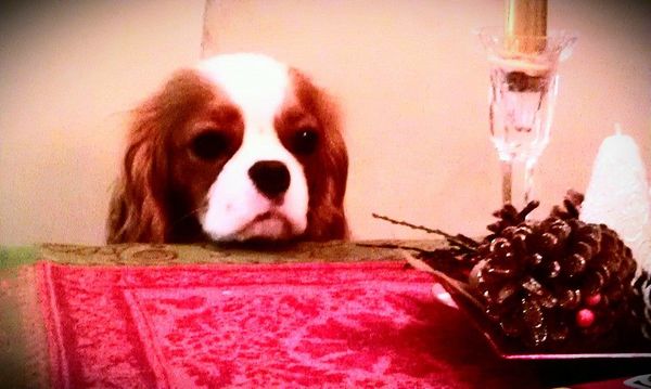Sofie looking for her Christmas meal! :)