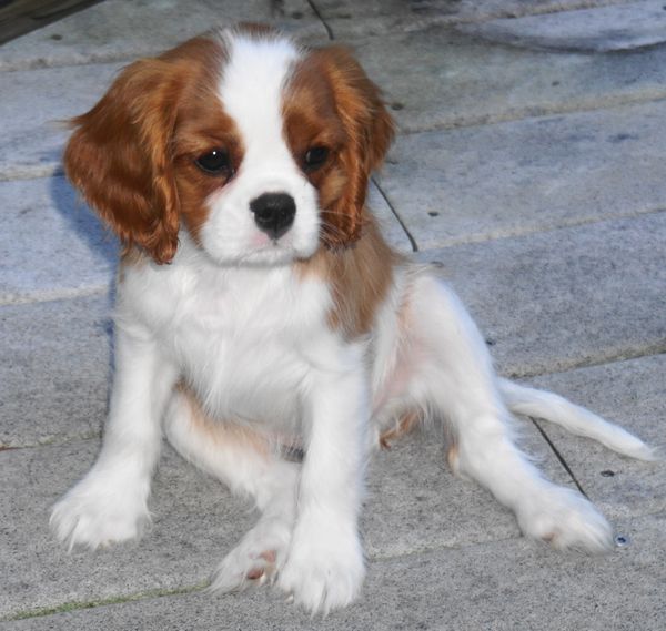 Logan as a puppy! Such a handsome little man! We just love him.