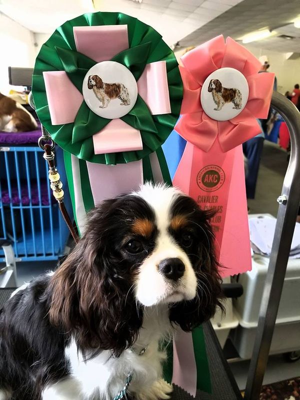Maysie's first time in the ring she won Best Puppy in Sweeps at the Northern FLorida Cavalier Club specialty! Hooray Maysie, you are beautiful!