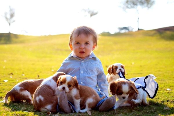 Cavaliers-the ultimate comforter spaniel.