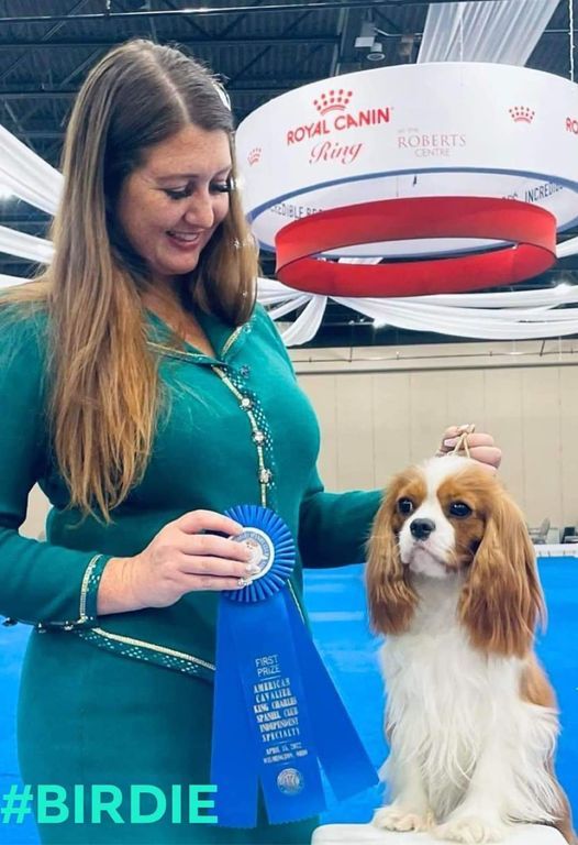 Birdie wins first in her class (12-15 month) at the day after National Specialty show! It was a nice class of pretty girls!