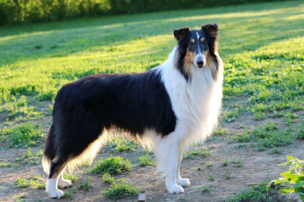Royal Star Sir Lancelot
NC CEA/PRA, MDR1 +/+
Proven, Available at stud