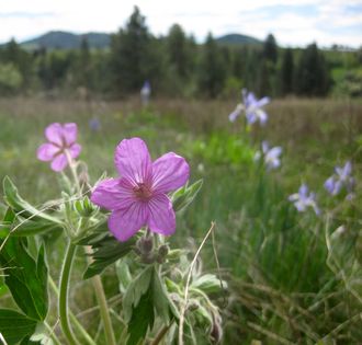 Native geranium and iris