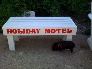 The only and only time we've had a resident piglet. What a sweetie!