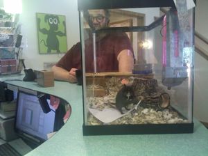 Jimmy Kaplan visits with pet gerbil.