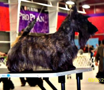 Coco at 13 months, posing like a veteran special, at the Heart of America specialty show - March 2012
