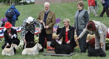 GCH. Land Rose R. JP All Good Things "Yoshi" winning the Stud Dog Class at the 2015 STCA National Specialty at Montgomery County surrounded by some of his progeny.