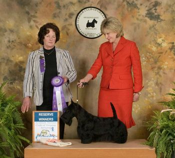 Winning Reserve Winner's Dog at the Scottish Terrier Club of Greater Atlanta Specialty - April 7, 2013 under breeder-judge, Carol Annan.