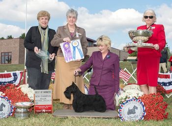 Winners Bitch and Best of Winners at the 2014 STCA National Specialty in Montgomery County, finishing her AKC Championship!