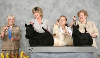 Yoshi with 2 of his champion children, GCH. McVan's Flash Gordon and GCH. Whiskybae Haslemere Havannah