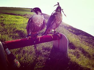 Falconry Experience