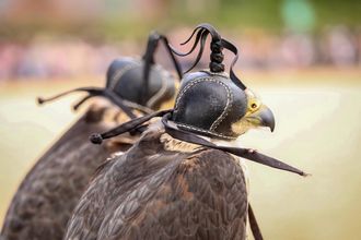 Hooded falcons