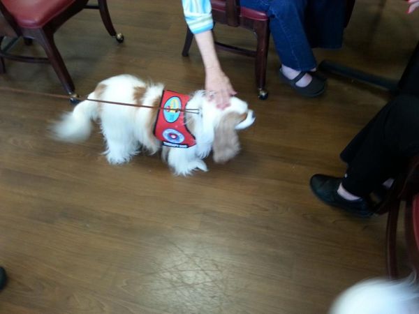 Skye is a registered therapy dog with Therapy Dogs Inc and visits senior assisted living centers. Cavaliers make wonderful therapy dogs!