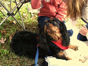 Belle loves visiting with autistic children and giving them tail wags!