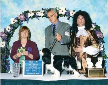 Best Veteran - Ch Pamedna Sir Edward "Handsome headed tri boy put forward by Dianne Tyssen. Readily agreed his qualities deserved him Best Veteran and he also "made the cut". 8 years old who went around the ring with an easy action presenting a clean outline. Handy size with neck, shoulders and topline pleasing. Nicely angulated rear. Amiable temperament and willing showman presented in sparkling condition." Norma Inglis "Special mention should be made of my Veterans – although a stake class, what a class of lovely boys who I acknowledged to the ringside on the day. My winner of 7yrs & under 9 yrs Class a lovely Tri boy CH PAMEDNA SIR EDWARD, a delight to go over, Generous masculine head with lovely eyes and gentle expression, so well made he just coasted round the ring as if he owned it. Moved so soundly, an excellent example of the breed, reminded me of a special boy back home." Dianne Tyssen