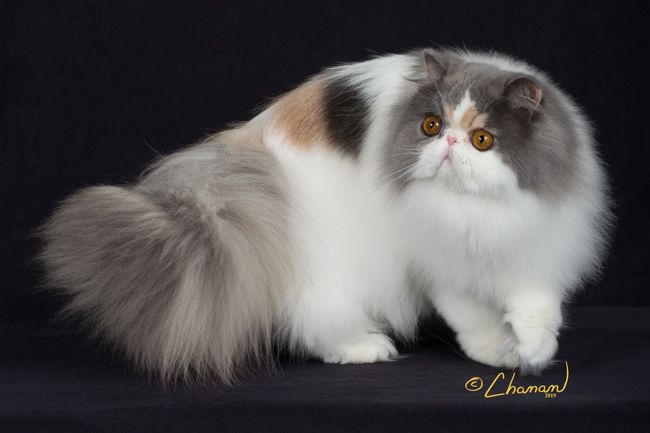 CH Parti Wai Hello Gorgeous