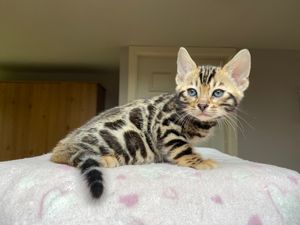 Another gorgeous boy ready to leave soon