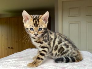 Gorgeous boy ready to leave November