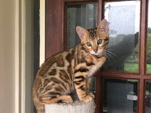 Rizzo is our wonderful keeper girl from Storm and Ryder