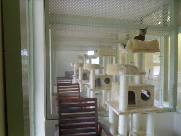 All our cats have their own scratchers, climbing tree's and shelves. Cats love to be up high.