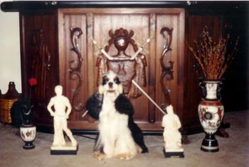 Beau practices holding his dumbell. He was not a natural retriever and would only fetch a dumbell after a lot of hard work.
