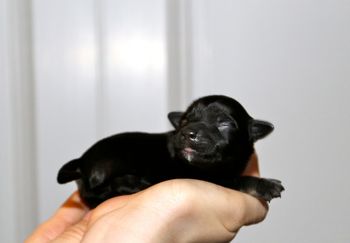 Christoph was born at 12:45 am on February 25, 2013. He is either a dark sable or a black and tan. His coloring is brown right now but his pigment is black.