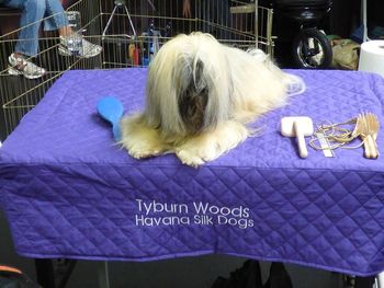 In Florida in 2015 Genny won 3 BISS's. We did not get any official pictures but here she is getting ready!
