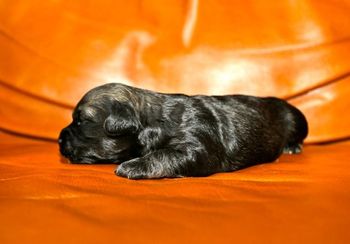 His coloring is really interesting and he is the strongest and biggest puppy in the litter right now.