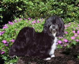 This is Sidney's sire, Bydand Start Me Up (Sonic.) Sonic lives with Bill and Diane Klumb in Deland Florida.