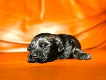 Christoph right now is alpha in the litter. He is a very pushy nurser and makes a lot of noise if you make him do something. Actually he is the noisiest puppy in the litter by far.