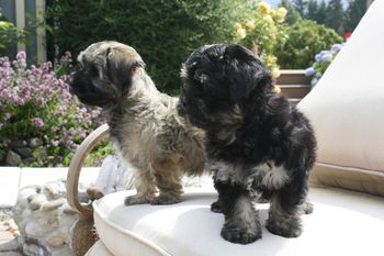 This is Genny as a puppy with her sister Faith. Faith is training to be an agility dog and lives with my friend and professional handler, Dixie Rae Sick in the state of Washington.