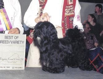 This is Gennys maternal grandsire, Salemi Charly (Charly.) Charly recently passed away at 15 years old.