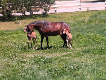 Nevado Son and Cafeto daughter out of Fantasia de la Victoria and Plebeyo dam and her daughter Bailadora de Toledano. Every offspring of this mother and daughter team duplciate the dam. Wonderful broodmares at work. Balidora de Toledano is now in Hawaii carrying on these exceptional bloodlines.