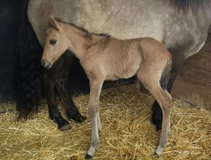 Marimba x Dulce Suneo, precious 5/29/17
