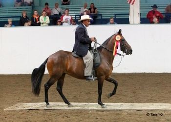 Pleasure and Performance mare out of Capuchino daughter and Temblor de Terremoto. Consistently in the blues in both divisions. Willing, versatile and great rear. Congratulations Jesus.